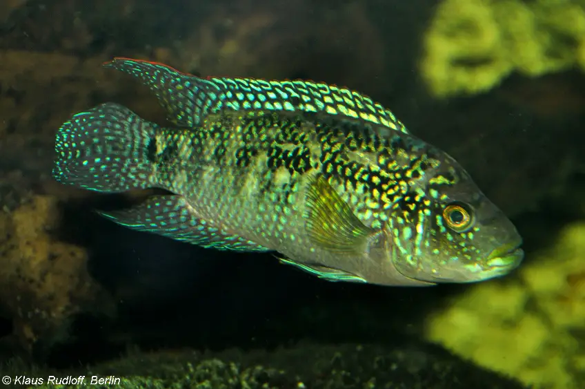 Rocio octofasciata photo