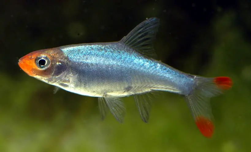 Sawbwa resplendens photo