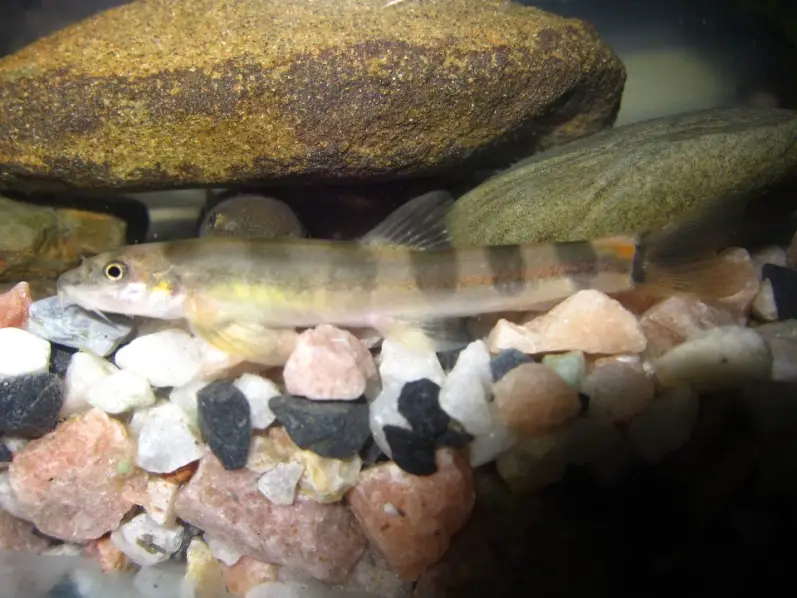 Schistura aizawlensis photo