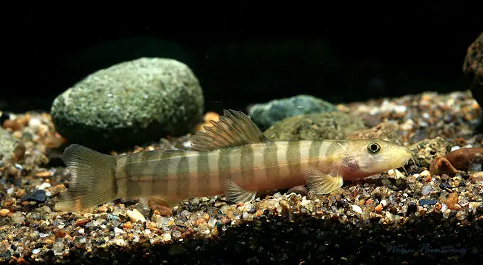 Schistura alticrista photo