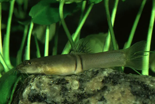Schistura balteata photo