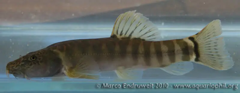 Schistura callichroma photo