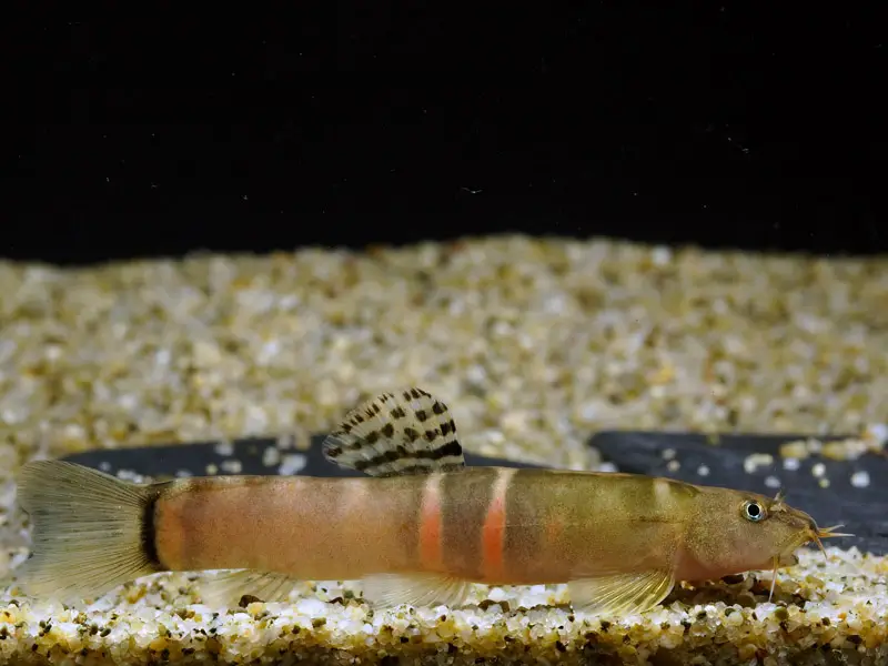 Schistura cf. balteata photo