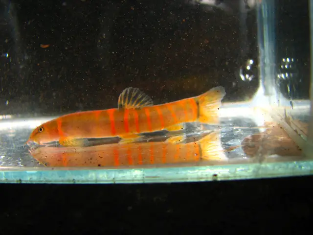 Schistura aurantiaca photo