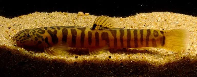 Schistura sp. 4 photo