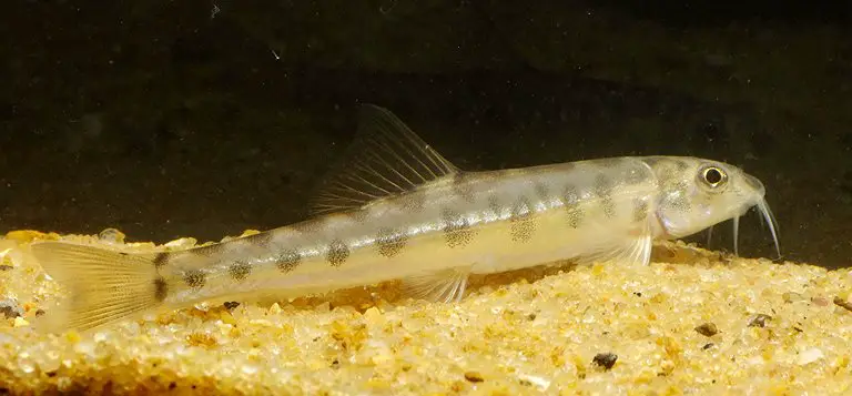 Nemacheilus corica photo