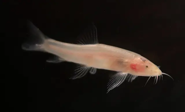 Schistura deansmarti photo