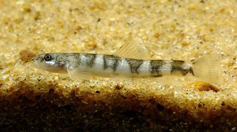 Schistura devdevi photo
