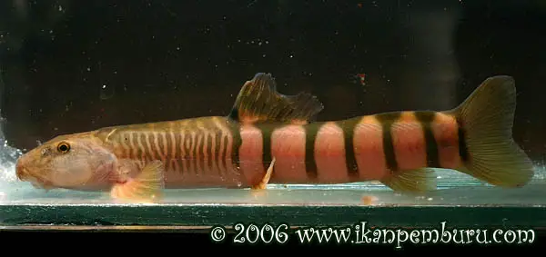 Schistura disparizona photo
