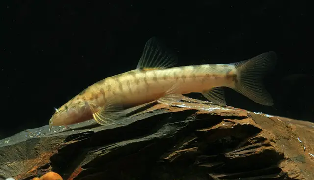 Schistura jarutanini photo