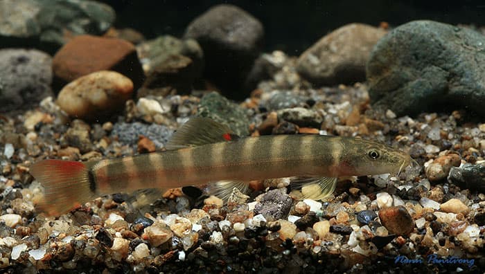 Schistura kengtungensis photo