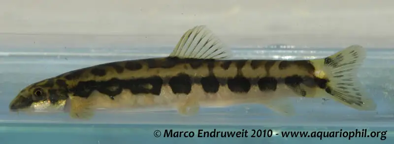 Schistura kloetzliae photo