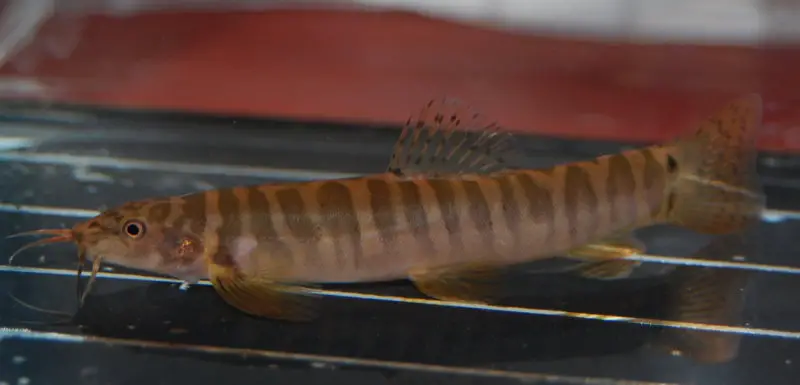 Schistura kohchangensis photo