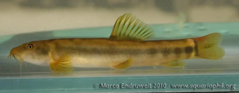 Schistura laterivittata photo