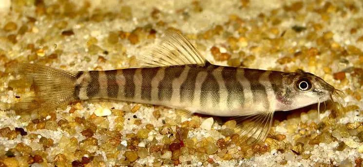 Schistura maepaiensis photo