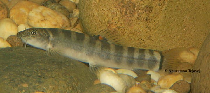 Schistura nicholsi photo