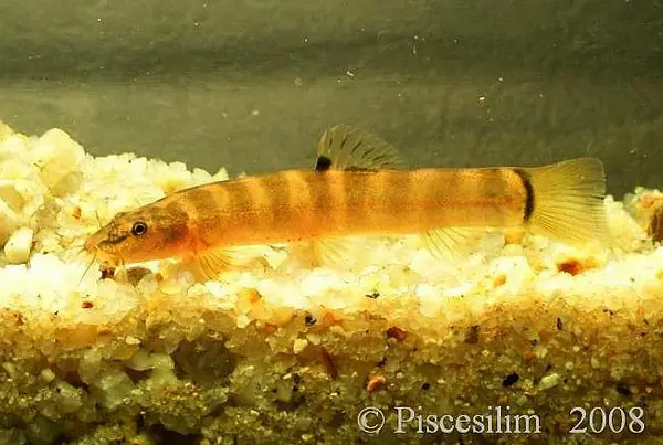 Schistura robertsi photo