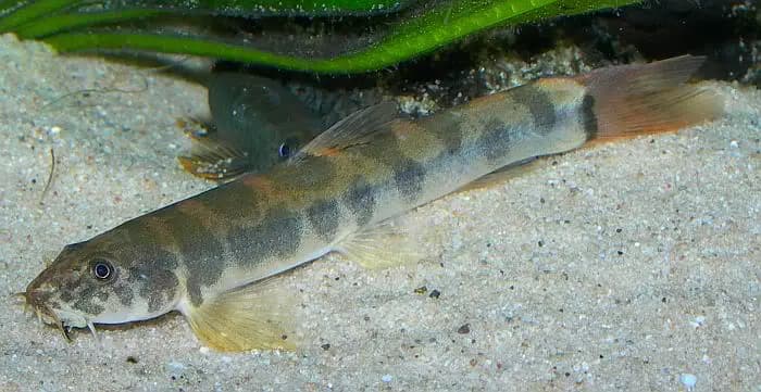 Schistura spilota photo