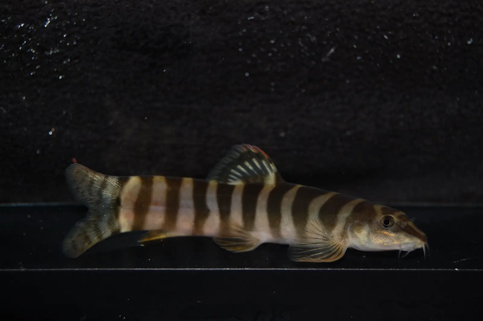 Schistura hypsiura photo