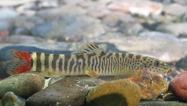 Schistura vinciguerrae photo