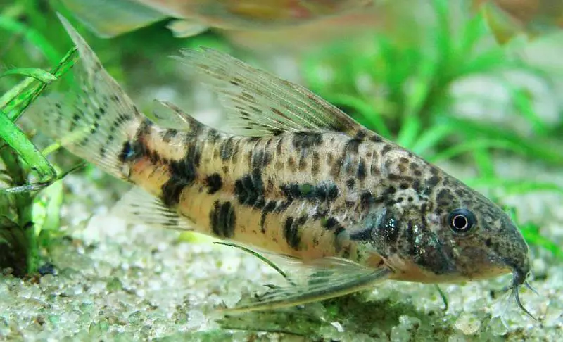 Scleromystax macropterus photo