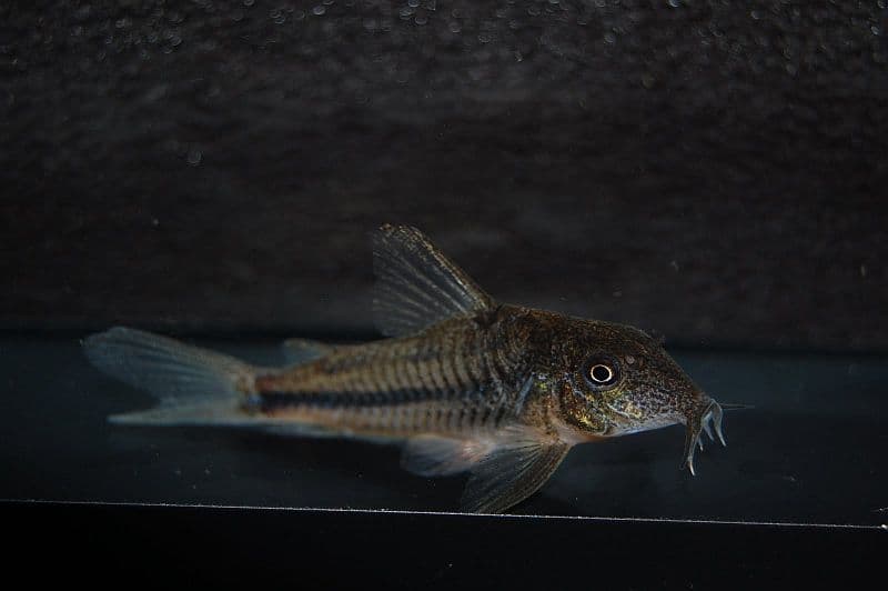 Scleromystax prionotos photo