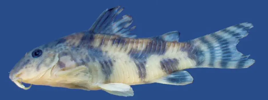 Scleromystax salmacis photo