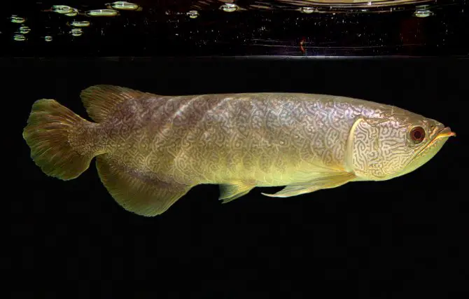 Scleropages inscriptus photo