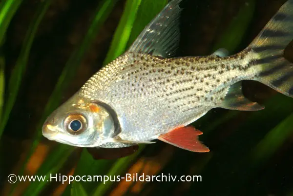Semaprochilodus taeniurus photo