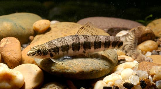 Serpenticobitis zonata photo