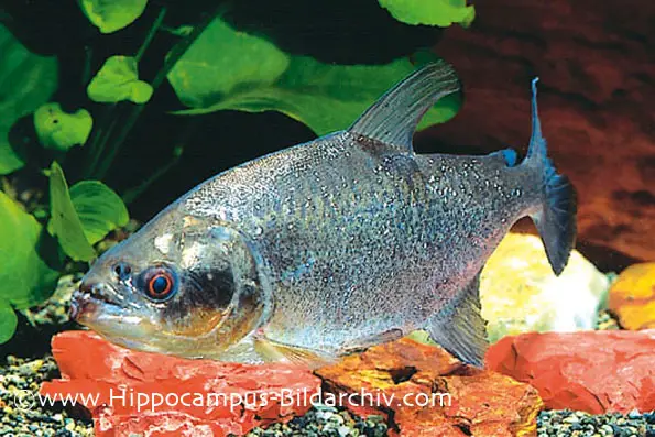 Serrasalmus elongatus photo