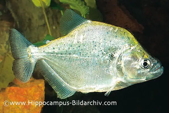 Serrasalmus geryi photo