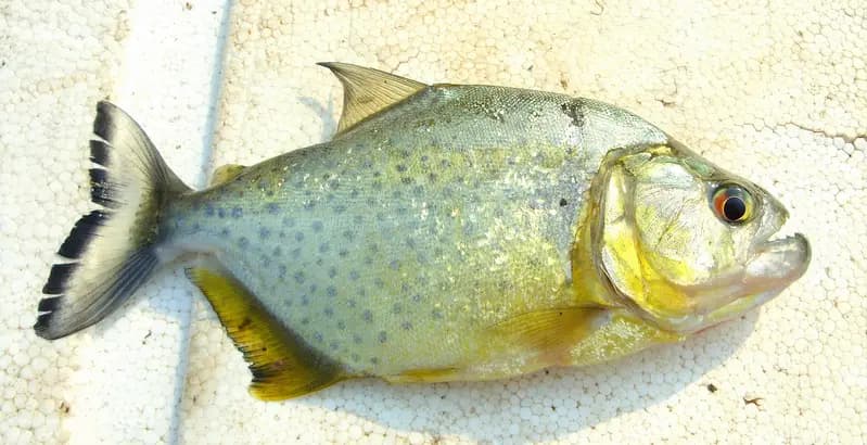 Serrasalmus maculatus photo