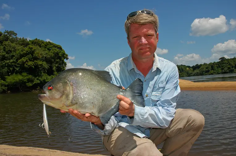 Serrasalmus rhombeus photo