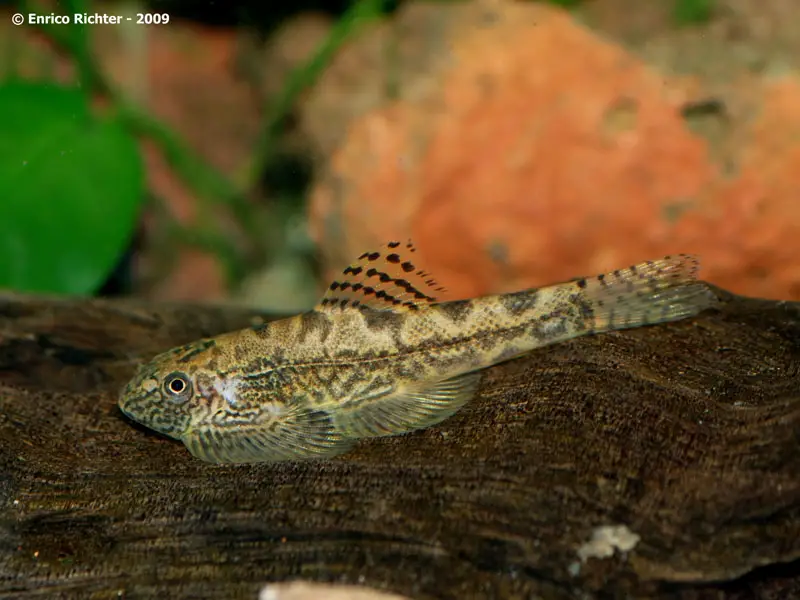 Sewellia sp. sew02 photo