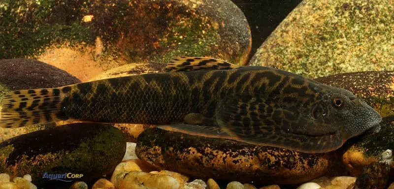 Sewellia elongata photo