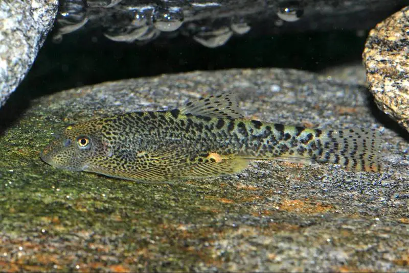 Sewellia sp. sew04 photo