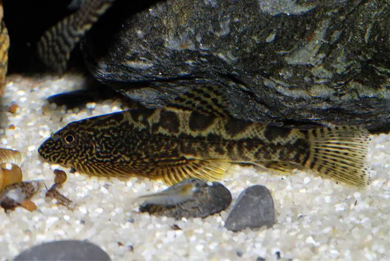 Sewellia sp. sew03 photo