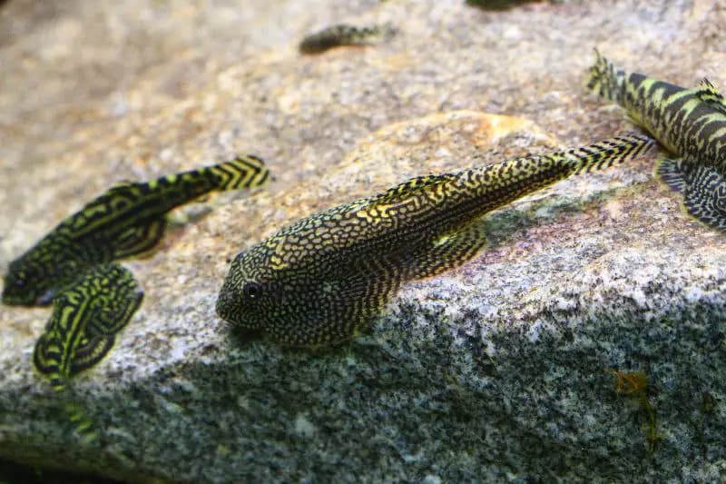 Sewellia albisuera photo