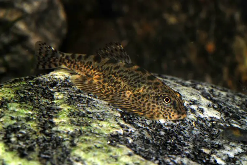 Sewellia speciosa photo