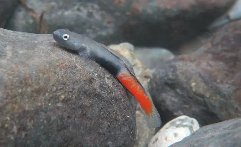 Sicyopus cebuensis photo