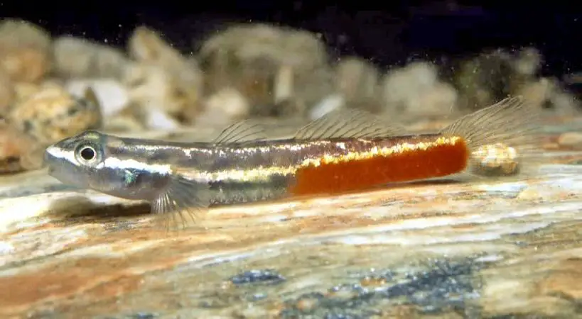 Sicyopus discordipinnis photo