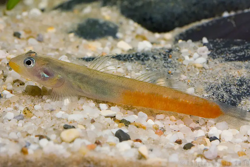 Sicyopus exallisquamulus photo