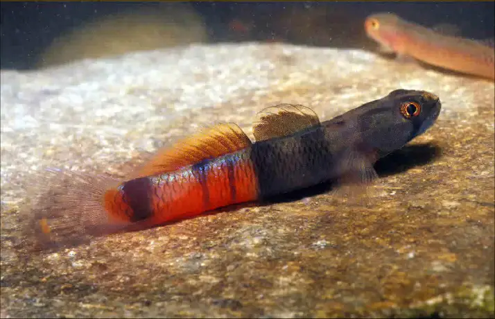 Sicyopus zosterophorus photo