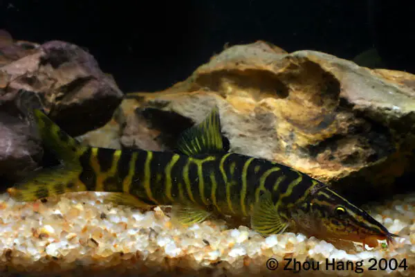 Sinibotia pulchra photo
