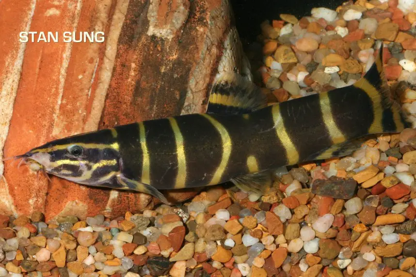 Sinibotia reevesae photo