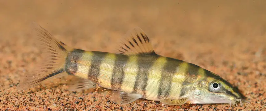 Sinibotia robusta photo