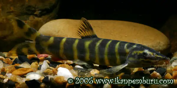 Sinibotia superciliaris photo