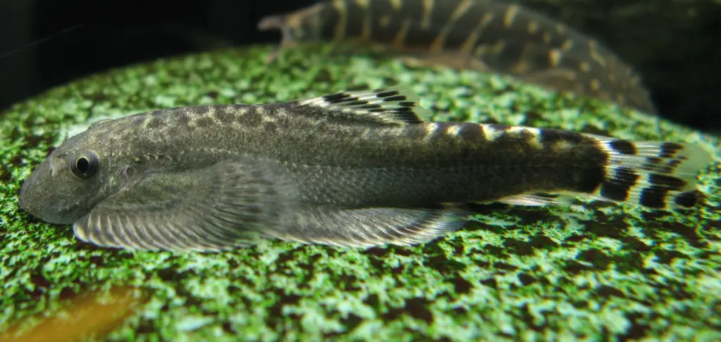 Sinogastromyzon puliensis photo