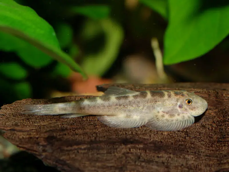 Sinogastromyzon wui photo